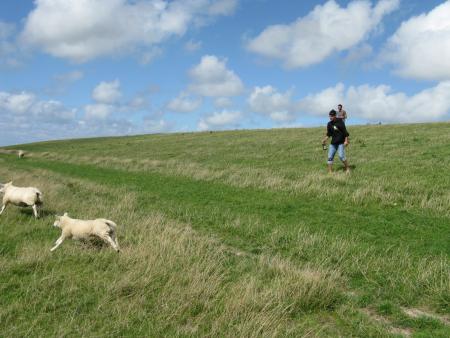 Cochon et les ch�vres