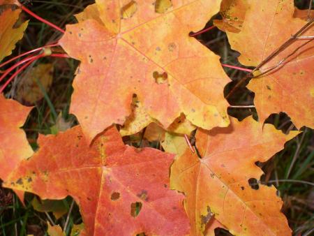 Vacances d'automne en Su�de